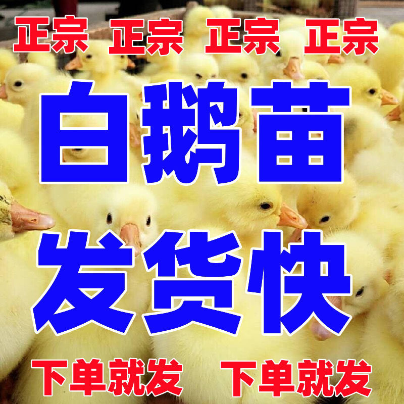 三花鹅苗包防疫包运输货到满意付款诚信服务