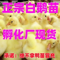 三花鹅苗包防疫包运输货到满意付款诚信服务