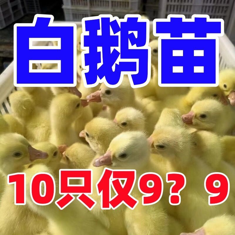 三花鹅苗包防疫包运输货到满意付款诚信服务