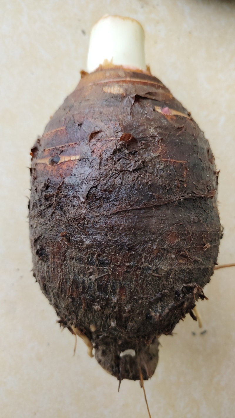 大量芋头马蹄出售，口感全国第一。