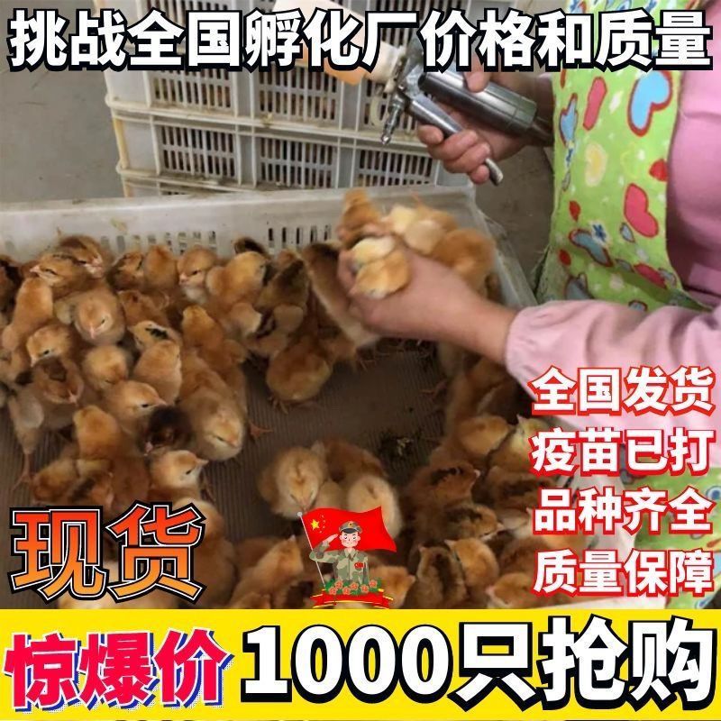 麻鸡苗买1000送100包防疫包运输货到满意付款诚