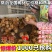 麻鸡苗买1000送100包防疫包运输货到满意付款诚