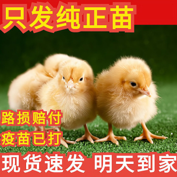 土鸡苗买1000送100包防疫包运输货到满意付款诚