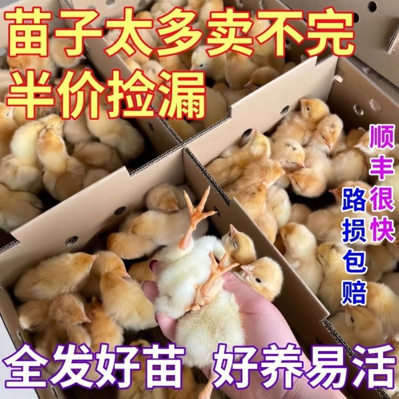 三黄鸡苗买1000送100包防疫包运输货到满意付款