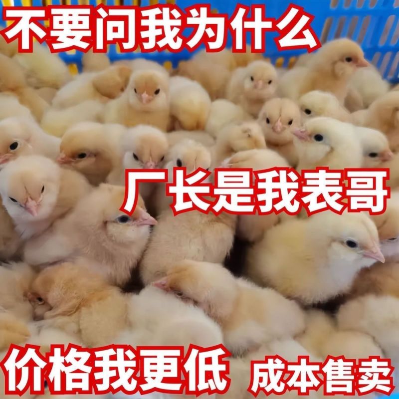 三黄鸡苗买1000送100包防疫包运输货到满意付款