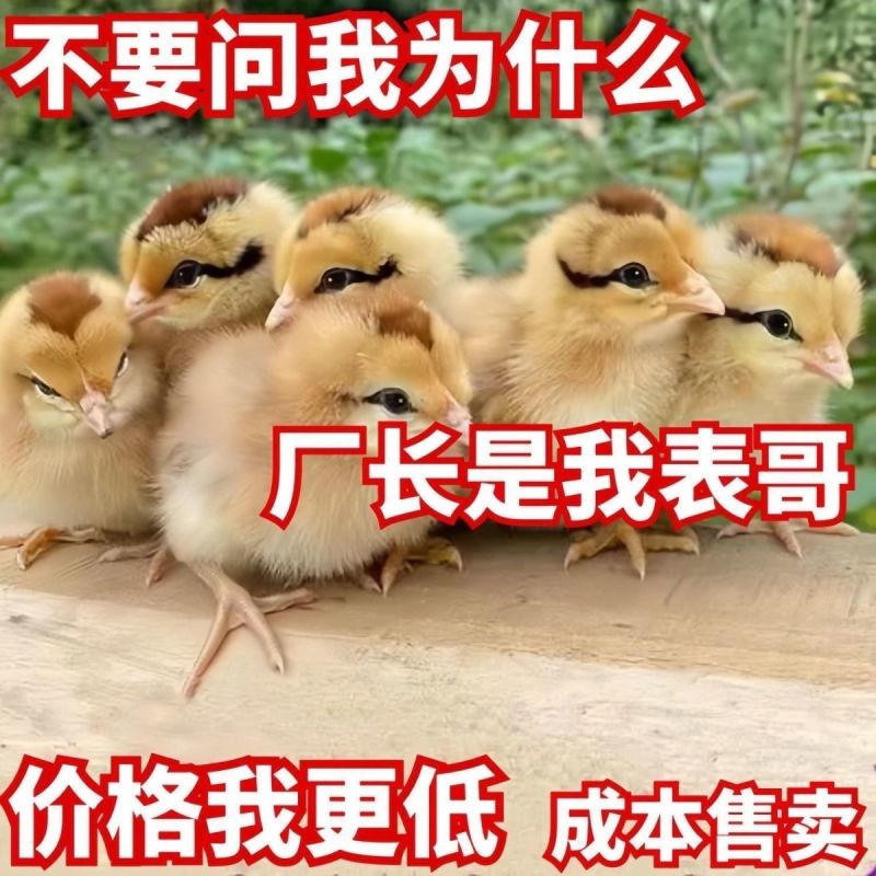 三黄鸡苗买1000送100包防疫包运输货到满意付款