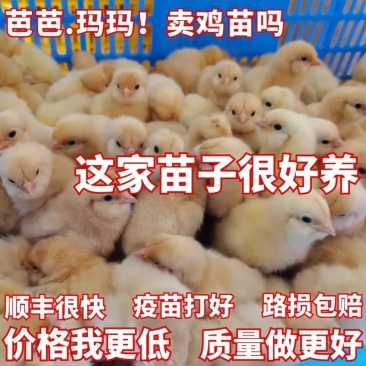 三黄鸡苗买1000送100包防疫包运输货到满意付款