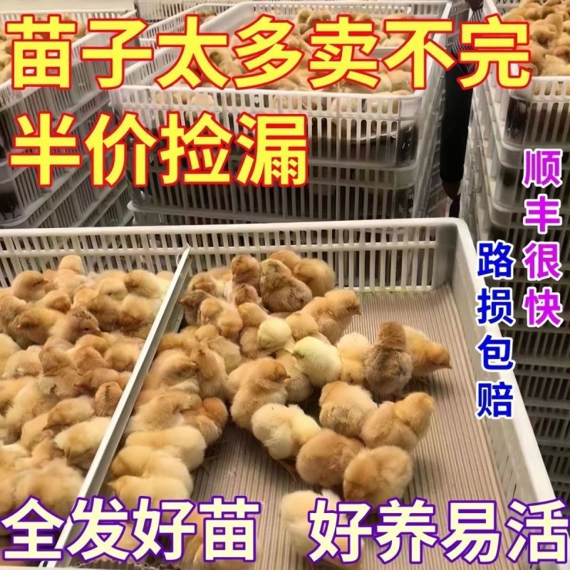 三黄鸡苗买1000送100包防疫包运输货到满意付款