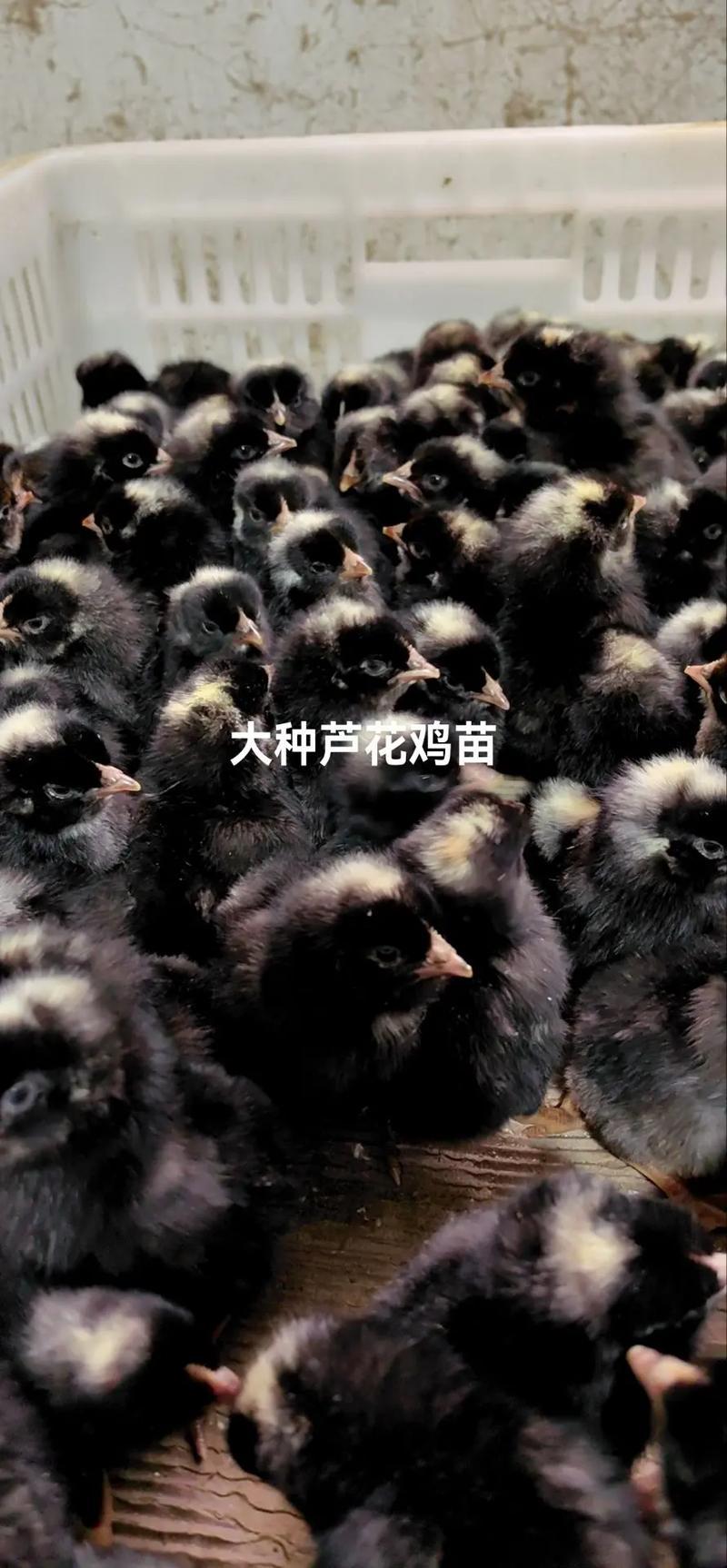 芦花鸡苗买1000送100包防疫包运输货到满意付款