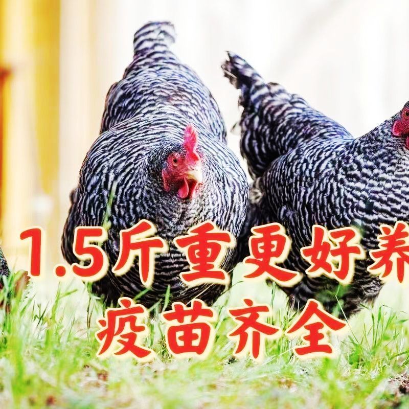 芦花鸡苗买1000送100包防疫包运输货到满意付款