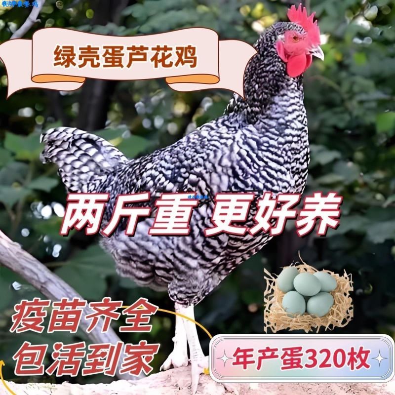 芦花鸡苗买1000送100包防疫包运输货到满意付款