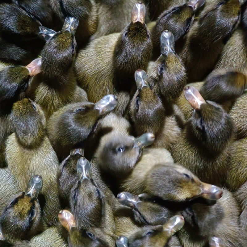 金锭鸭苗买1000送100包防疫包运输货到满意付款