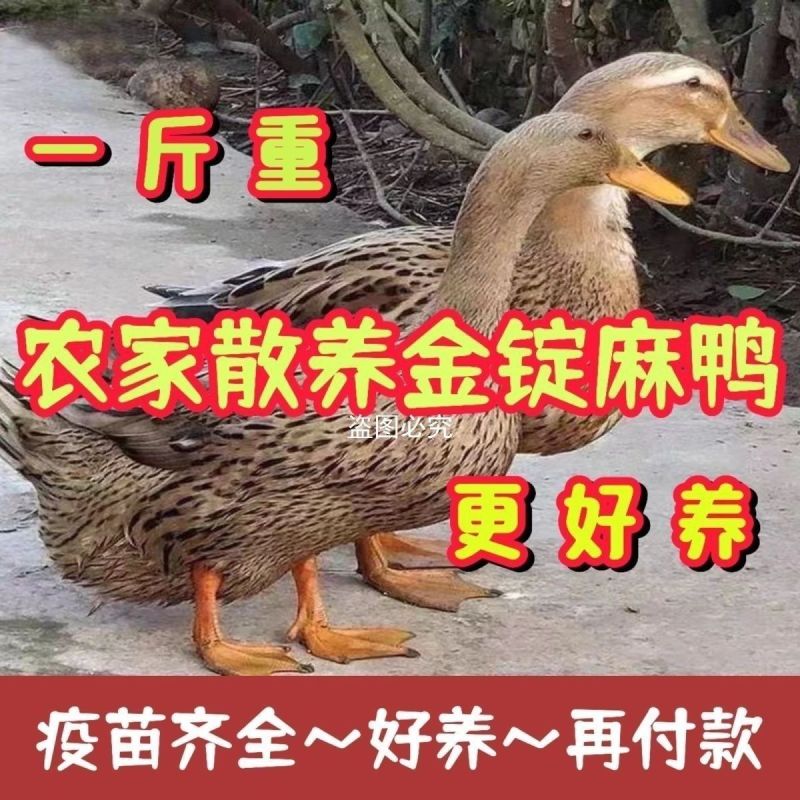 金锭鸭苗买1000送100包防疫包运输货到满意付款