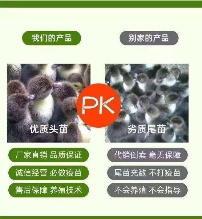 金锭鸭苗买1000送100包防疫包运输货到满意付款
