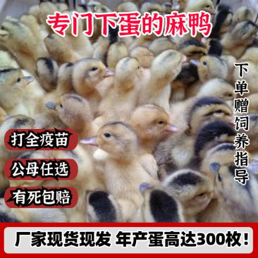 麻鸭苗买1000送100包防疫包运输货到满意付款诚