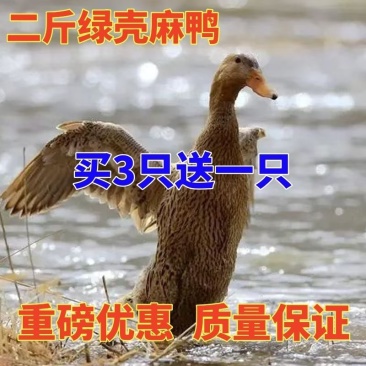 麻鸭苗买1000送100包防疫包运输货到满意付款诚