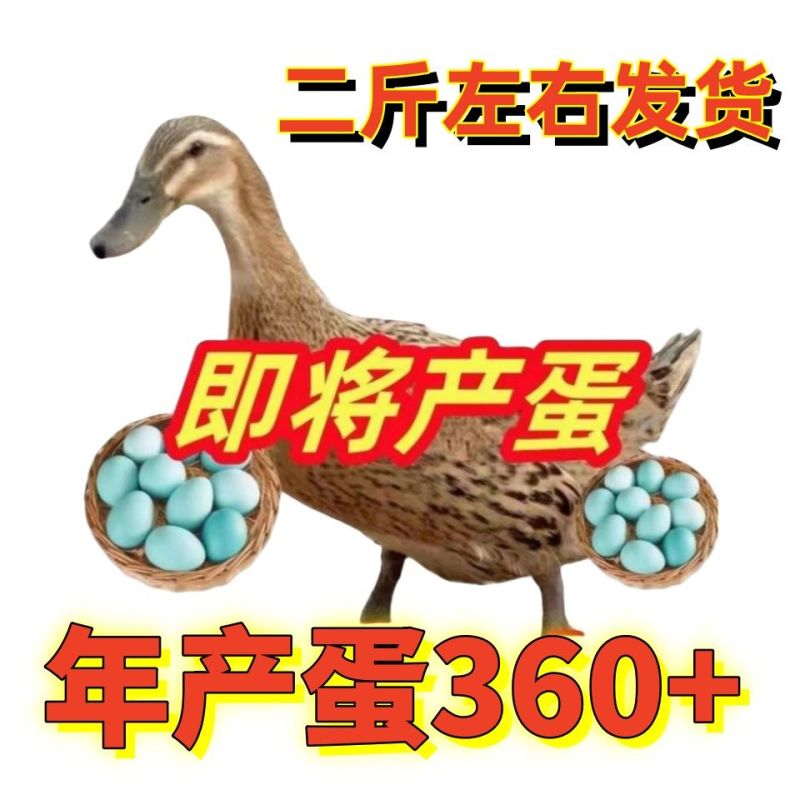 麻鸭苗买1000送100包防疫包运输货到满意付款诚