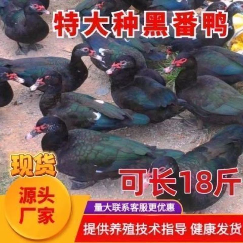 番鸭苗买1000送100包防疫包运输货到满意付款诚