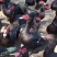 番鸭苗买1000送100包防疫包运输货到满意付款诚
