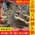 狮头鹅苗买1000送100包防疫包运输货到满意付款