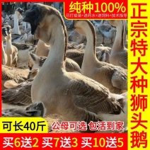 狮头鹅苗买1000送100包防疫包运输货到满意付款