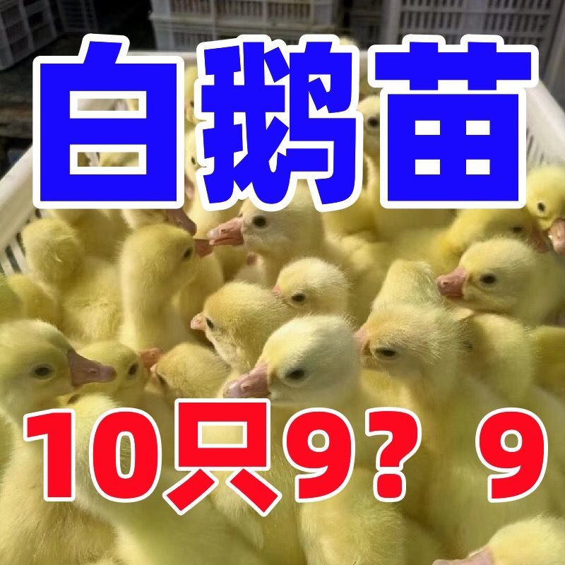 三花鹅苗买1000送100包防疫包运输货到满意付款