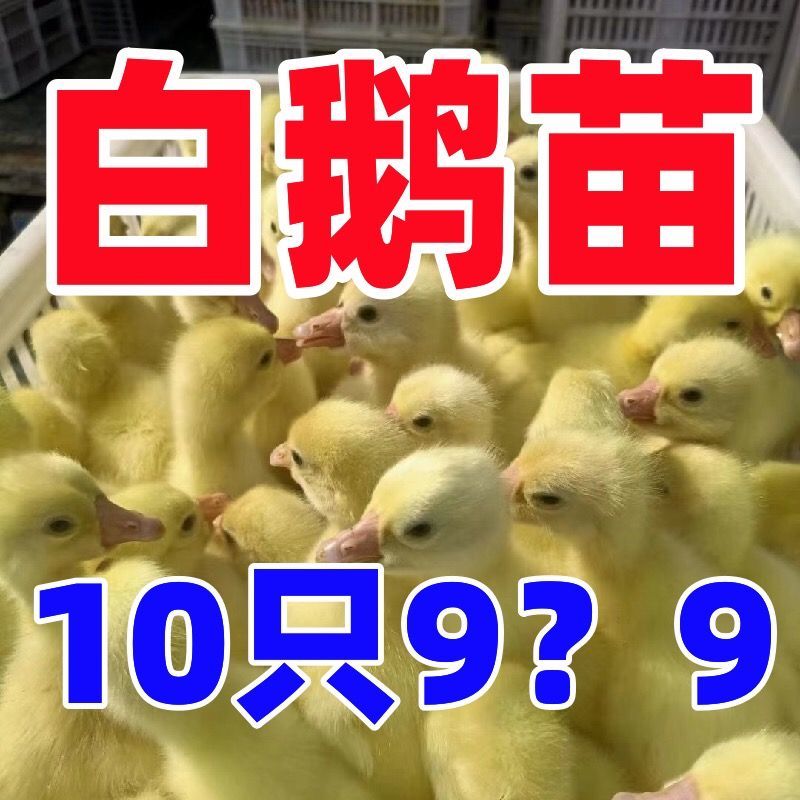 三花鹅苗买1000送100包防疫包运输货到满意付款