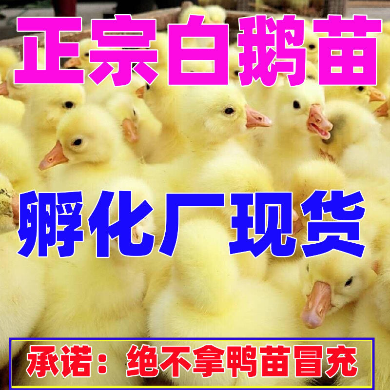 三花鹅苗买1000送100包防疫包运输货到满意付款