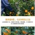 【正宗赣南脐橙】赣南脐橙新鲜橙子产地直发江西脐橙