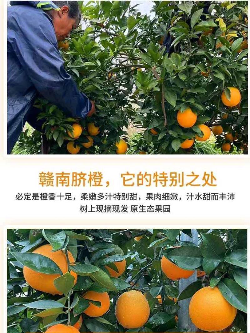 【正宗赣南脐橙】赣南脐橙新鲜橙子产地直发江西脐橙