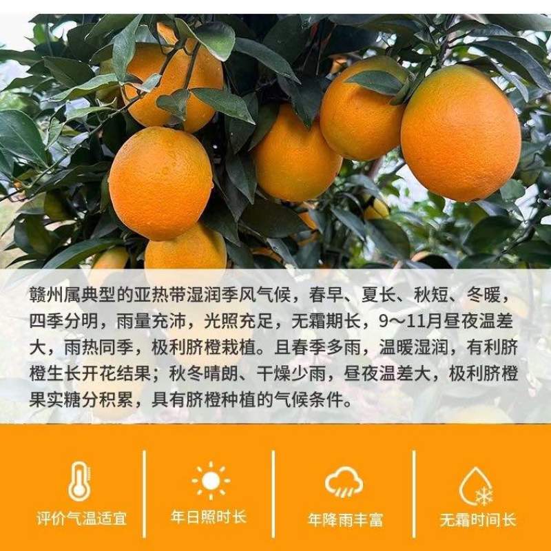 【正宗赣南脐橙】赣南脐橙新鲜橙子产地直发江西脐橙