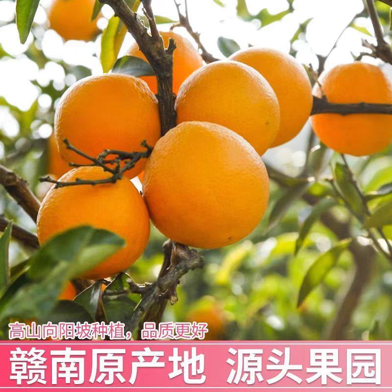 【正宗赣南脐橙】赣南脐橙新鲜橙子产地直发江西脐橙