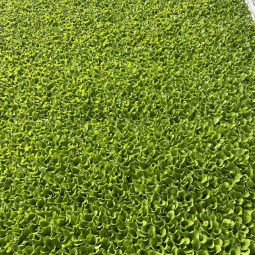 50白菜，苗清秀无病，价格实惠，需要的老板可以联系了