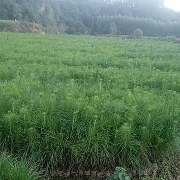 木苗