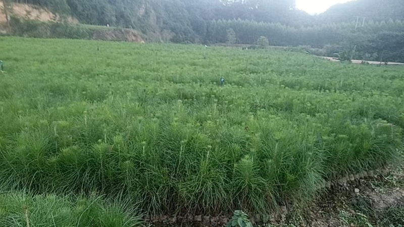 木苗