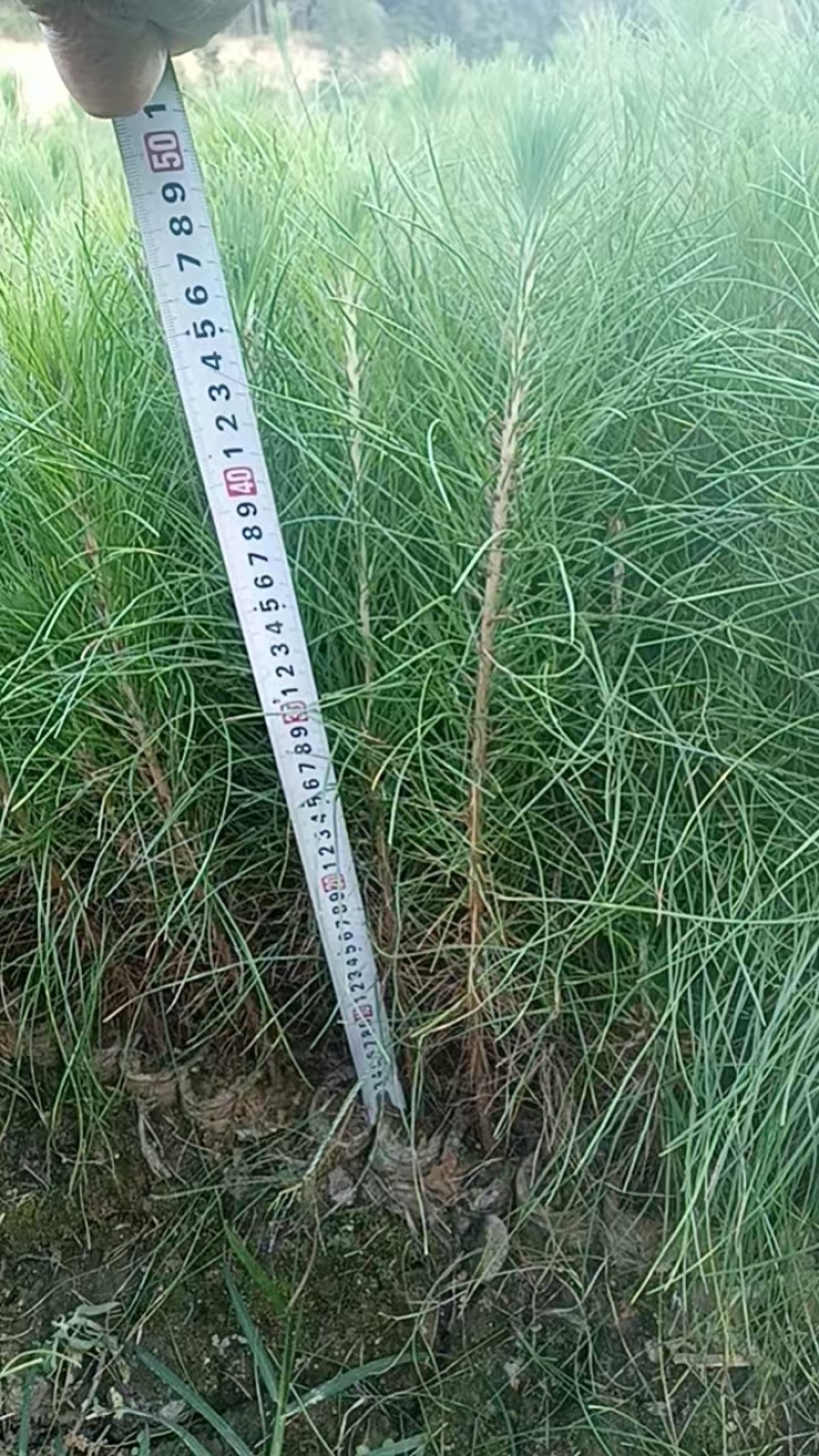 木苗
