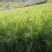 木苗