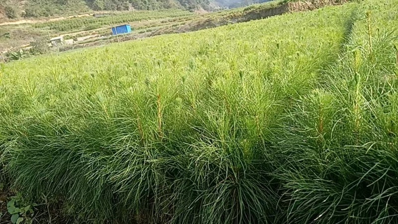 木苗