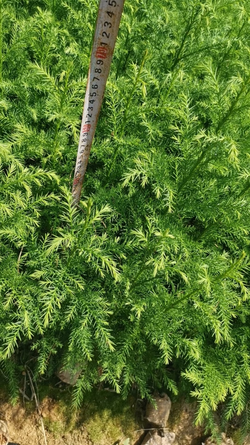 木苗