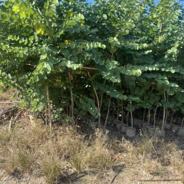 宫粉紫荆原生苗1-3分，大量出售