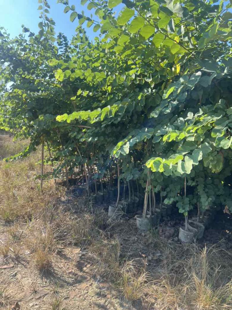 宫粉紫荆原生苗1-3分，大量出售