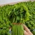 树仔菜（益肝菜）