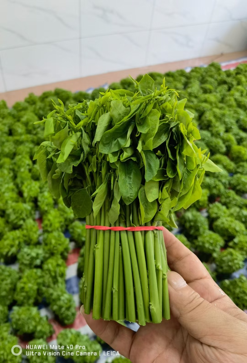 树仔菜（益肝菜）