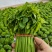 树仔菜（益肝菜）