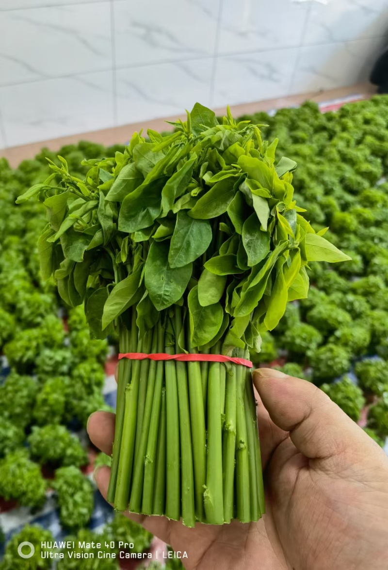 树仔菜（益肝菜）