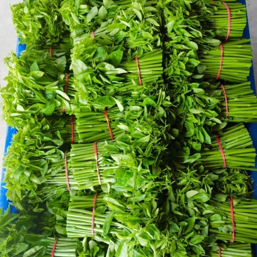 树仔菜（益肝菜）