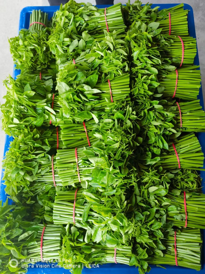 树仔菜（益肝菜）
