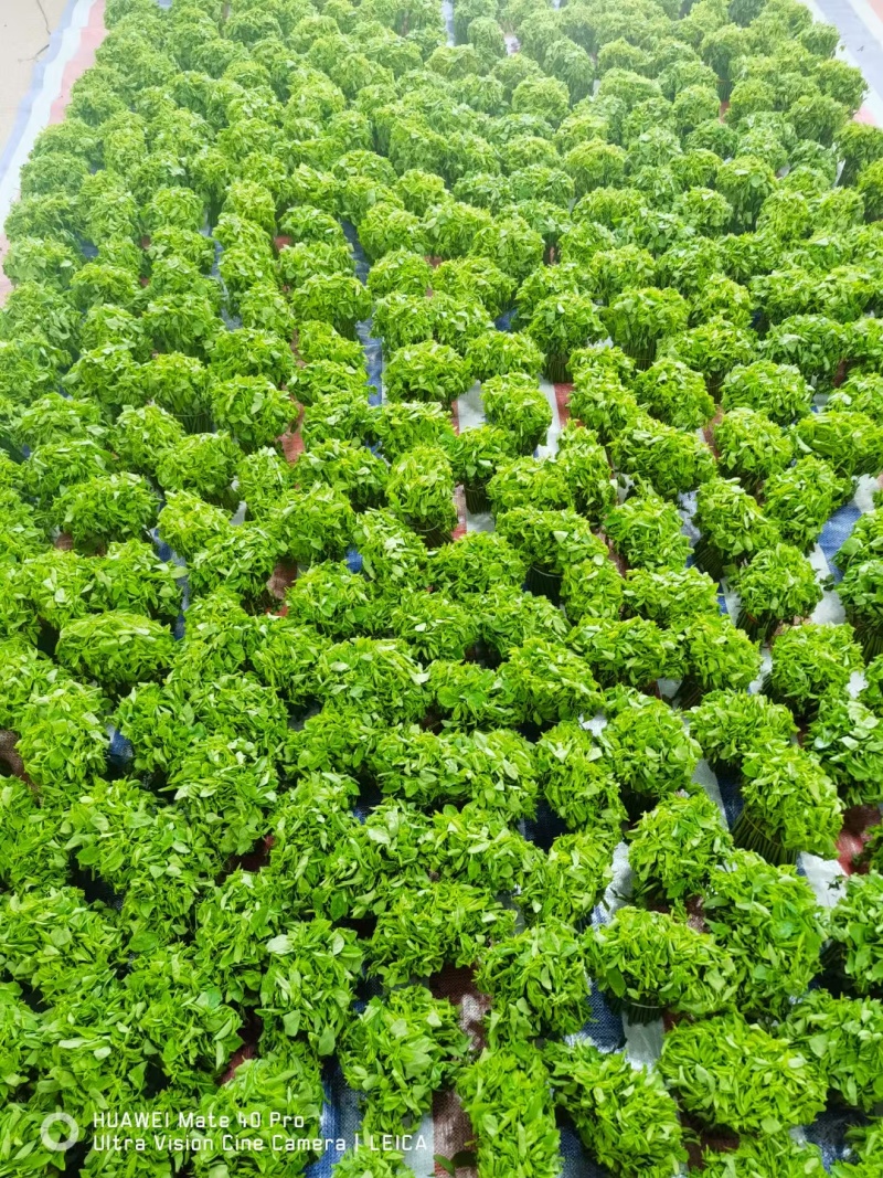 树仔菜（益肝菜）