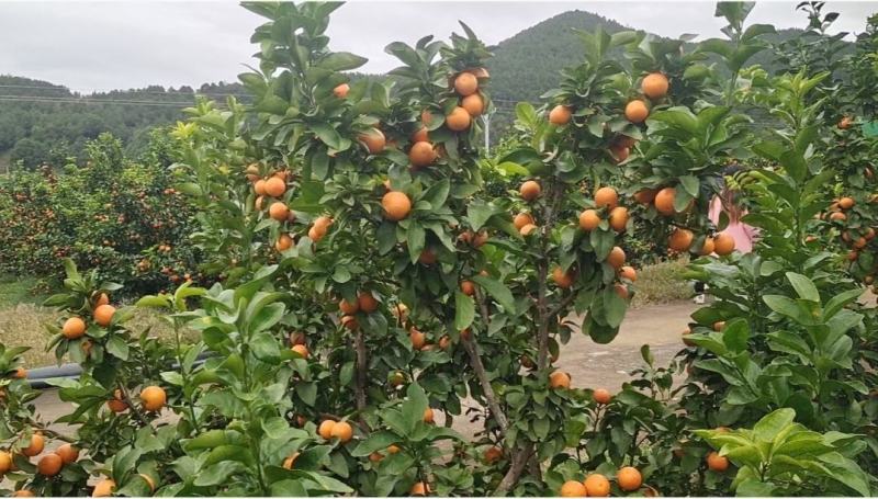 金秋砂糖橘