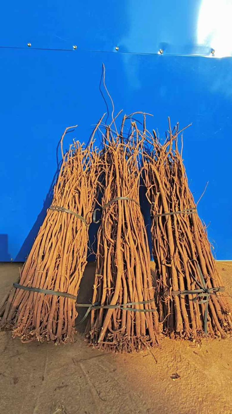 小叶红皮千斤拔干货